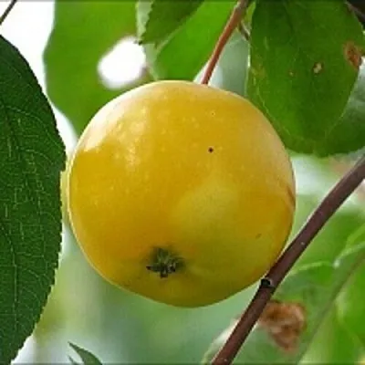 Яблоня КИТАЙКА ЖЁЛТАЯ колонновидная в Тюмени