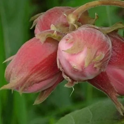 Фундук АКАДЕМИК ЯБЛОКОВ  Фундук АКАДЕМИК ЯБЛОКОВ в Тюмени