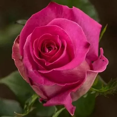 Саженцы роз ТОПАЗ чайно-гибридная  Саженцы роз ТОПАЗ чайно-гибридная в Тюмени