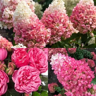 Комплект МАЛИНОВЫЙ ДЕСЕРТ в Тюмени