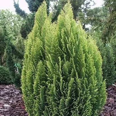 Кипарисовик ЭЛВУДИ ЭМПАЙР лавсана  Кипарисовик ЭЛВУДИ ЭМПАЙР лавсана в Тюмени