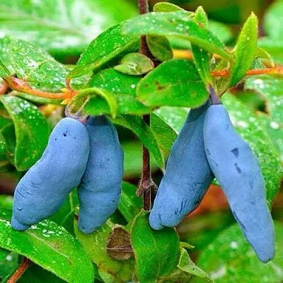 Жимолость съедобная МОРЕНА  Жимолость съедобная МОРЕНА в Тюмени