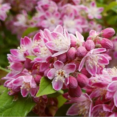 Дейция СТРОБЕРРИ ФИЛДС   Дейция СТРОБЕРРИ ФИЛДС  в Тюмени