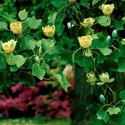 Лириодендрон Лириодендрон в Тюмени