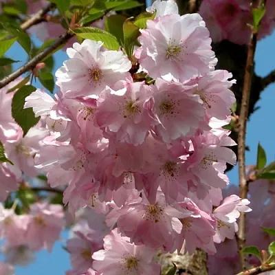 Вишня АККОЛЕЙД цветущая  Вишня АККОЛЕЙД цветущая в Тюмени