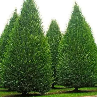 Граб  в Тюмени