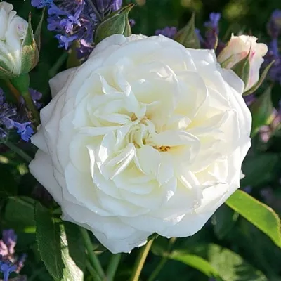 Саженцы роз АЛАБАСТЕР флорибунда  Саженцы роз АЛАБАСТЕР флорибунда в Тюмени