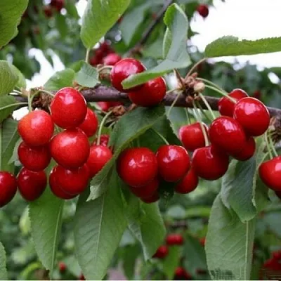 Черешня ДОНЕЦКАЯ КРАСАВИЦА в Тюмени