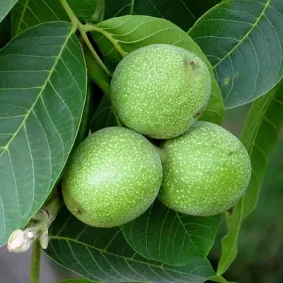 Грецкий орех ЮРИЙ ГАГАРИН  Грецкий орех ЮРИЙ ГАГАРИН в Тюмени