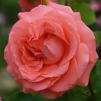 Саженцы роз ДИДИ БРИДЖУОТЕР плетистая  Саженцы роз ДИДИ БРИДЖУОТЕР плетистая в Тюмени