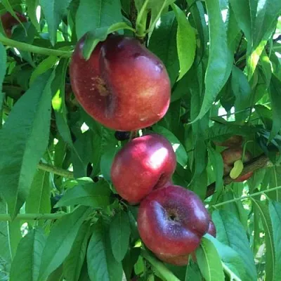 Нектарин ДОНАТ ИНЖИРНЫЙ  Нектарин ДОНАТ ИНЖИРНЫЙ в Тюмени