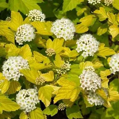 Пузыреплодник ДАРТС ГОЛД  Пузыреплодник ДАРТС ГОЛД в Тюмени