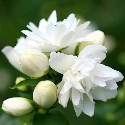 Жасмин ШНЕЕШТРУМ  Жасмин ШНЕЕШТРУМ в Тюмени