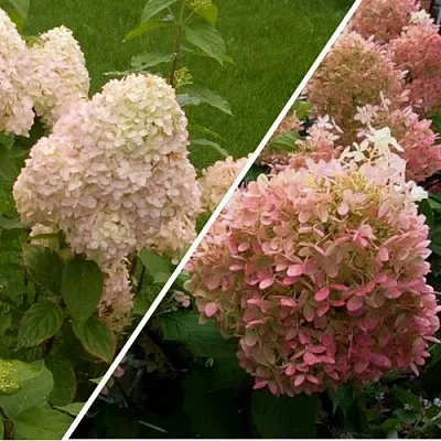 Комплект НЕЖНЫЕ ЧУВСТВА в Тюмени