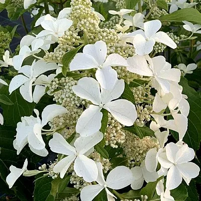 Гортензия ЛЕВАНА метельчатая в Тюмени