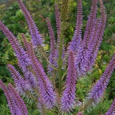 Вероникаструм ФАСЦИНЕЙШН  Вероникаструм ФАСЦИНЕЙШН в Тюмени