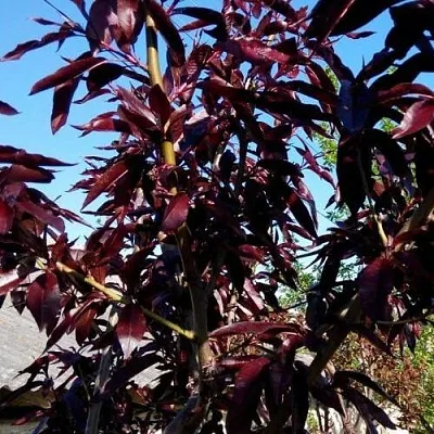 Персик БУРГУНДИ краснолистный  Персик БУРГУНДИ краснолистный в Тюмени