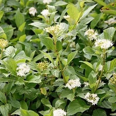 Дерен ФЛАВИРАМЕА отпрысковый  в Тюмени