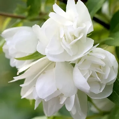 Жасмин МАНТО Д’ЭРМИН в Тюмени