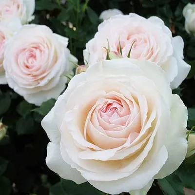 Саженцы роз ПАЛЕ РОЯЛЬ плетистая  Саженцы роз ПАЛЕ РОЯЛЬ плетистая в Тюмени