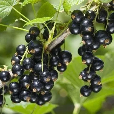 Смородина чёрная ВОЛШЕБНИЦА в Тюмени