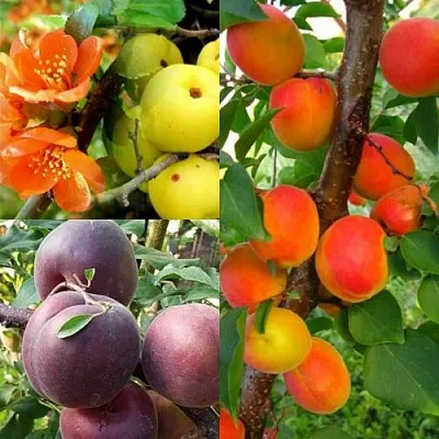 Комплект САД ДЛЯ ГУРМАНА в Тюмени