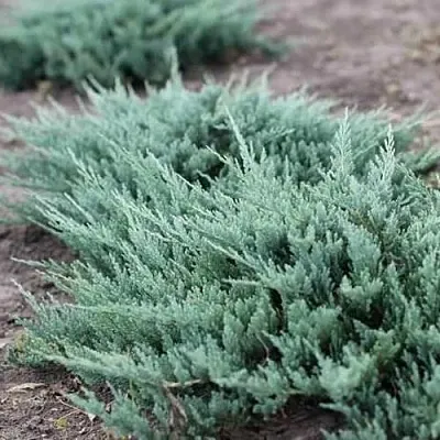 Можжевельник БЛЮ ЧИП горизонтальный  Можжевельник БЛЮ ЧИП горизонтальный в Тюмени