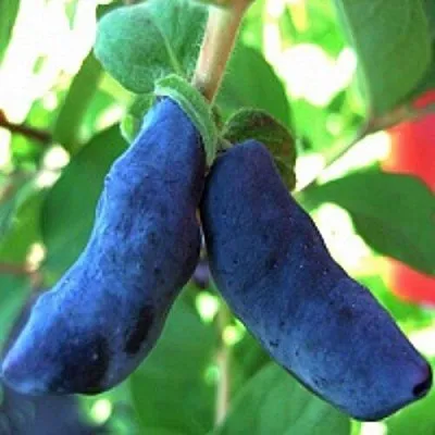 Жимолость съедобная БАКЧАРСКИЙ ВЕЛИКАН  Жимолость съедобная БАКЧАРСКИЙ ВЕЛИКАН в Тюмени