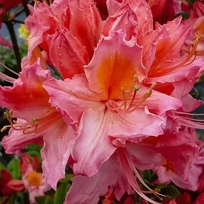 Азалия ПИНК ДЕЛАЙТ листопадная	 в Тюмени