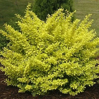 Барбарис АУРЕА тунберга в Тюмени