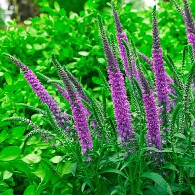 Вероника ФЕСТ МАТЧ длиннолистная  Вероника ФЕСТ МАТЧ длиннолистная в Тюмени