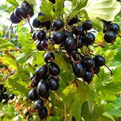 Смородина золотистая ОВАЛЬНАЯ  Смородина золотистая ОВАЛЬНАЯ в Тюмени