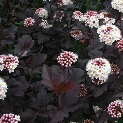 Пузыреплодник ДИАБЛО  Пузыреплодник ДИАБЛО в Тюмени