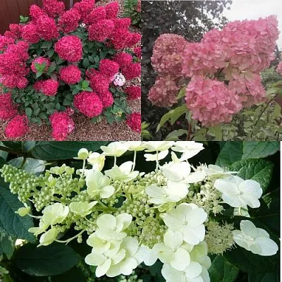 Комплект САД ЭМОЦИЙ в Тюмени