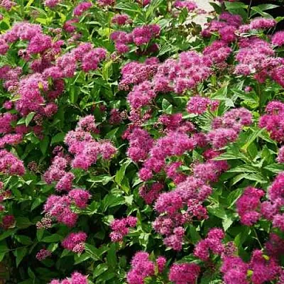 Спирея КРИСПА японская  Спирея КРИСПА японская в Тюмени