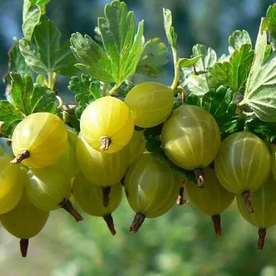 Крыжовник ХИННОНМАЙНЕН КЕЛЬТАЙНЕН в Тюмени