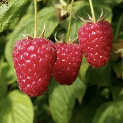 Малина МАПЕМА   Малина МАПЕМА  в Тюмени