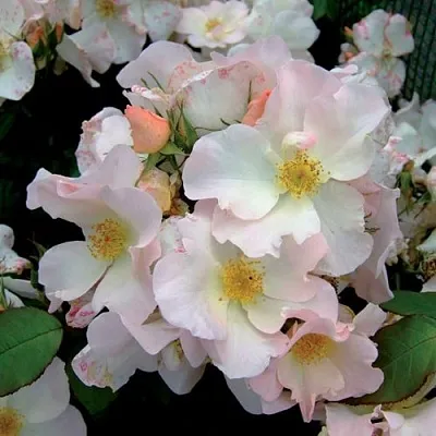 Саженцы роз САЛЛИ ХОЛМС мускусная  Саженцы роз САЛЛИ ХОЛМС мускусная в Тюмени