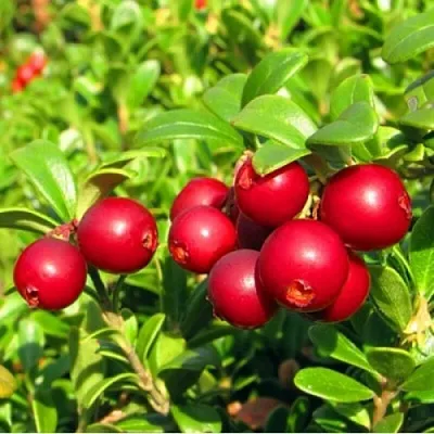 Брусника садовая РЕД ПЕРЛ в Тюмени