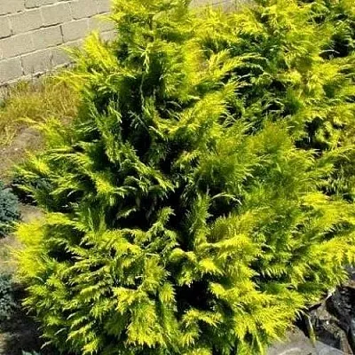 Кипарисовик ГОЛДЕН ВОНДЕР лавсона  Кипарисовик ГОЛДЕН ВОНДЕР лавсона в Тюмени