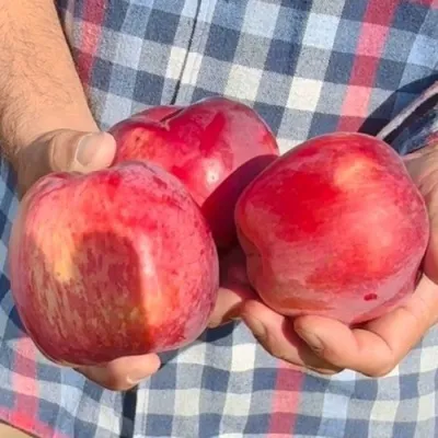 Яблоня ПАМЯТЬ КОВАЛЕНКО в Тюмени