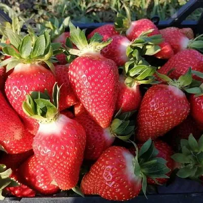 Клубника ЛЮЧИЯ  Клубника ЛЮЧИЯ в Тюмени