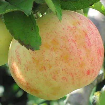 Яблоня ЛЕТНЕЕ СЛАДКОЕ в Тюмени