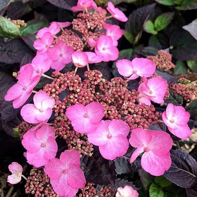 Гортензия ДАРЕДЕВИЛ пильчатая в Тюмени