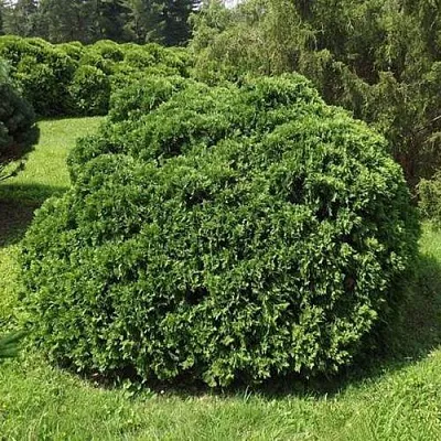 Туя УМБРАКУЛИФЕРА западная  Туя УМБРАКУЛИФЕРА западная в Тюмени