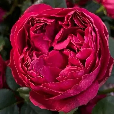 Саженцы роз РАСПБЕРРИ ЭЛЕГАНС чайно-гибридная  Саженцы роз РАСПБЕРРИ ЭЛЕГАНС чайно-гибридная в Тюмени