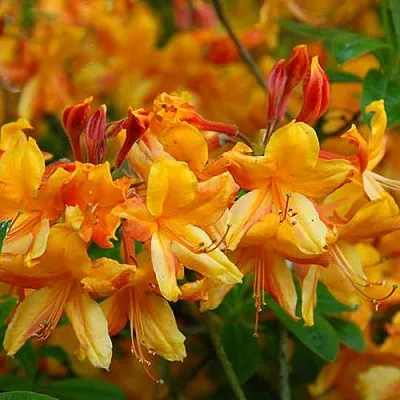 Азалия ОРАНЖ ХИТ листопадная в Тюмени