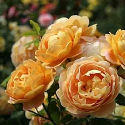 Саженцы роз ГОЛДЕН СЕЛЕБРЕЙШЕН английская  Саженцы роз ГОЛДЕН СЕЛЕБРЕЙШЕН английская в Тюмени