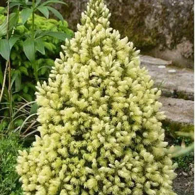 Ель МАЙГОЛД колючая  Ель МАЙГОЛД колючая в Тюмени