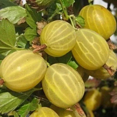 Крыжовник КУРШУ ДЗИНТАРС в Тюмени